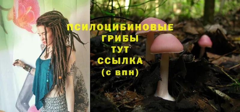 как найти   Кондрово  Псилоцибиновые грибы Magic Shrooms 